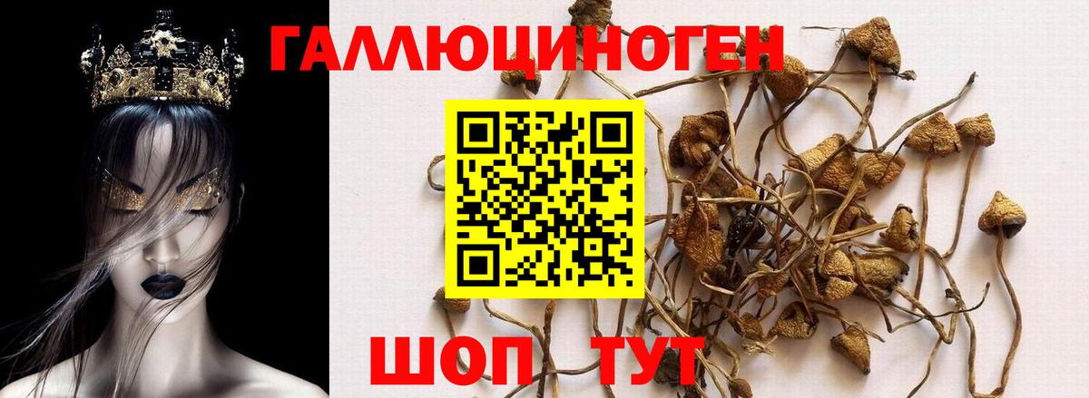 Псилоцибиновые грибы Psilocybe  Вход с VPN  Усинск 